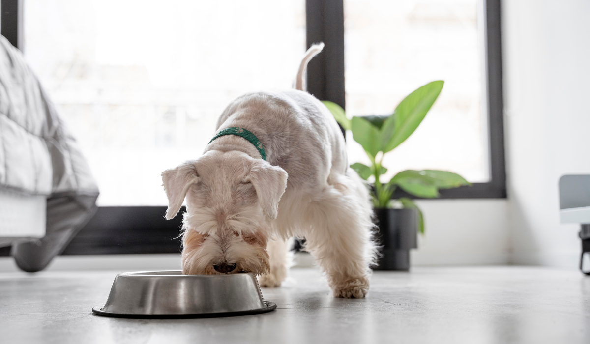 Guía esencial para una buena alimentación canina